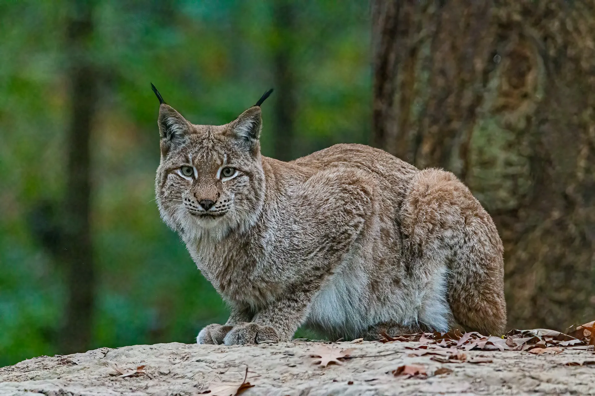 Wild lynx in natural habitat representing biodiversity monitoring for sustainability