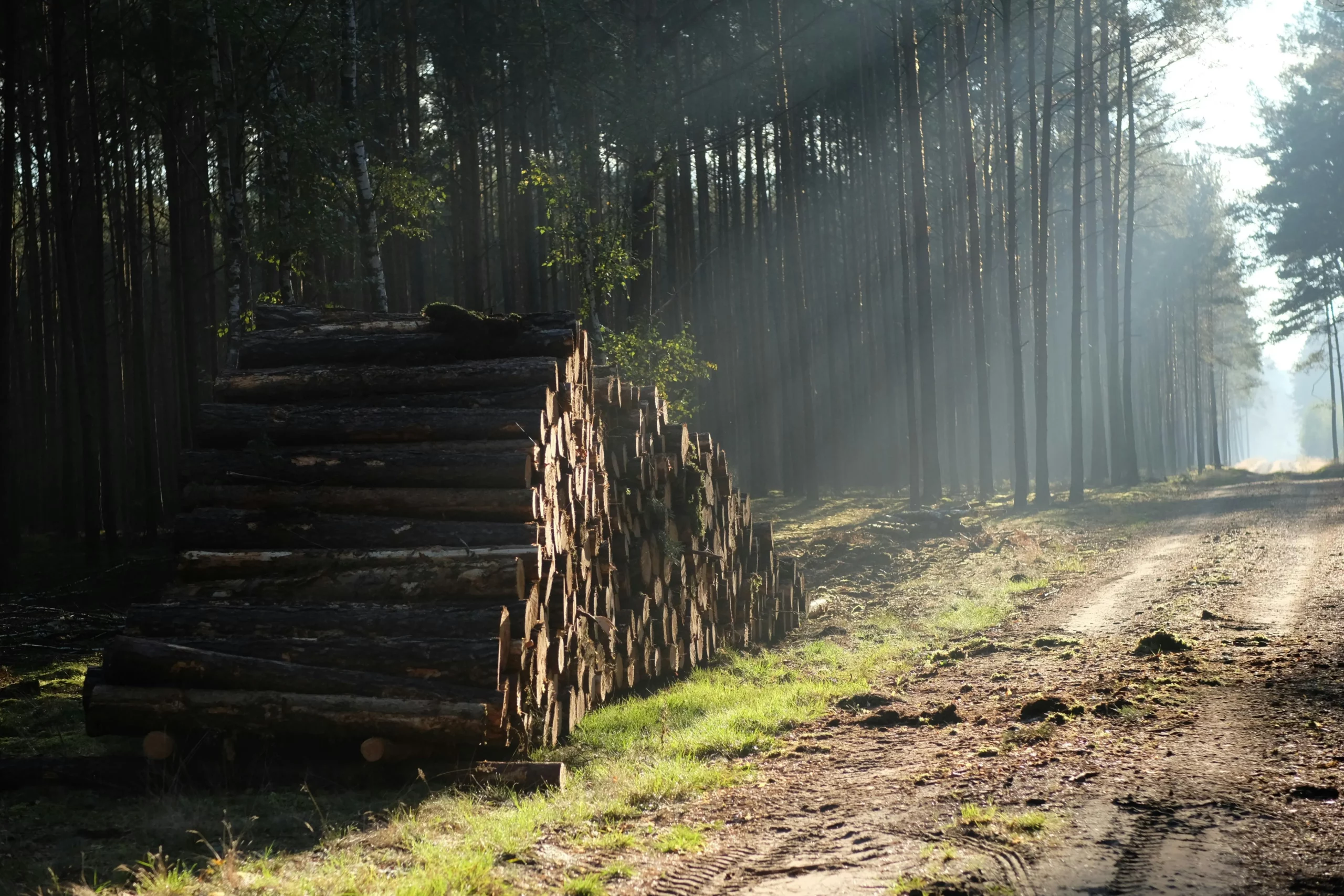 Forestry